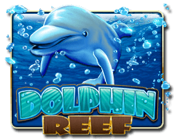 Dolphin Reef
