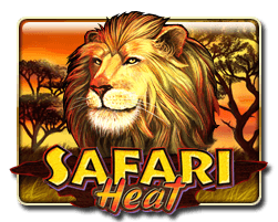 Safari